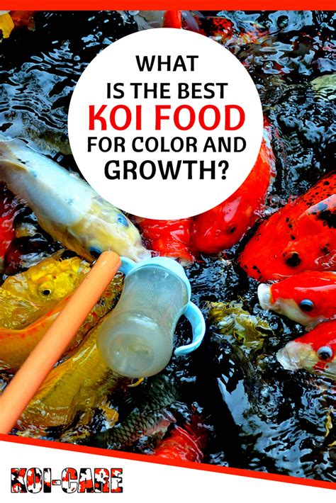 best koi food for growth and color|food for koi fish.